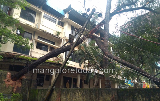 Tree falls